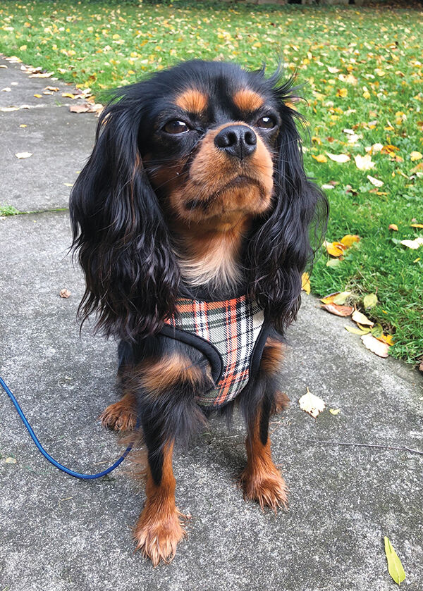 bentleyreyes